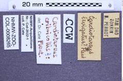 Etiketten zu Cardiotarsus cribricollis (Fleutiaux, 1931) (NHMW-ZOO-COL-0008265)